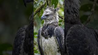 Harpy Eagle 🦅 #shorts