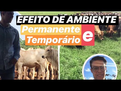 Vídeo: Permanente E Temporário