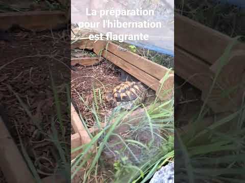 Vidéo: Que mangent les tortues à ventre jaune ?