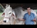 🐮⚠️🤠 Toro Brahman Reproductor - Finca Colono Real - ACET