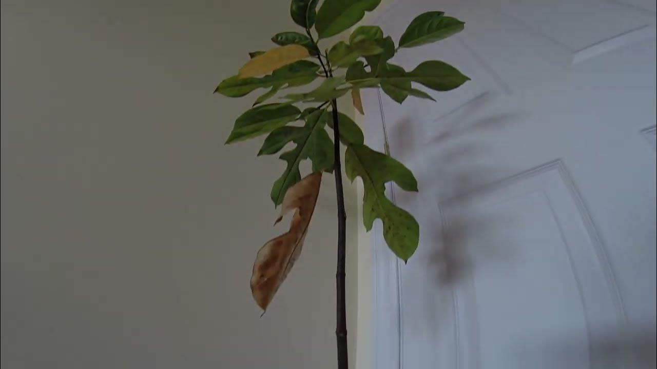 How To Grow A Jackfruit Tree From Seed In Cold Climate (1 Year) YouTube