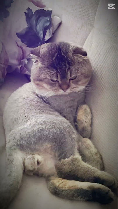 Mcdonald's burger cuti - Lầm chánh cường song but with our cat :3