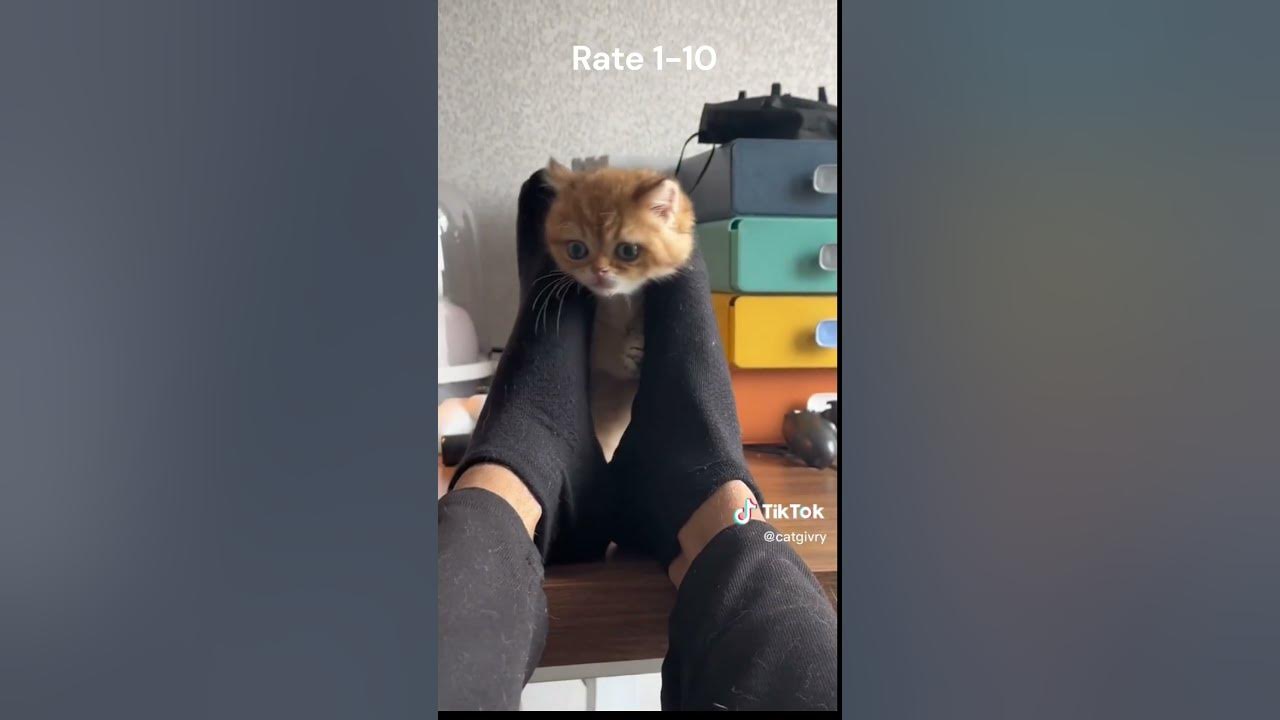 Funny Cat Dance Song shorts YouTube