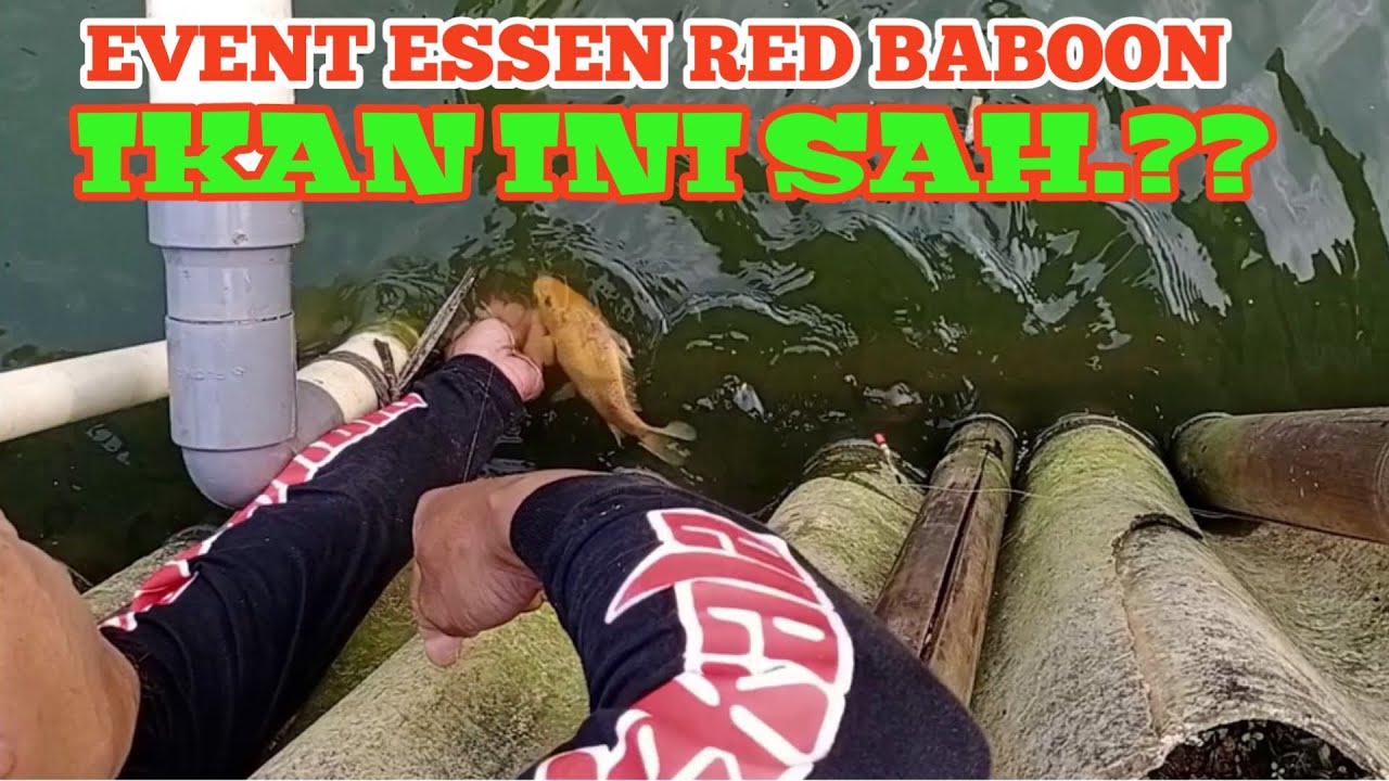 EVENT MANCING ESSEN RED BABOON - TELAGA KUKUSAN PART 2