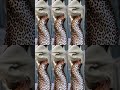 #Joeilov3s #fashion #avon #leopardprint #designerclothes #KendraKuznetsova #model #ytshorts #fypシ