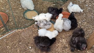 Morning chores: Silkie Chicken's and Call Ducks