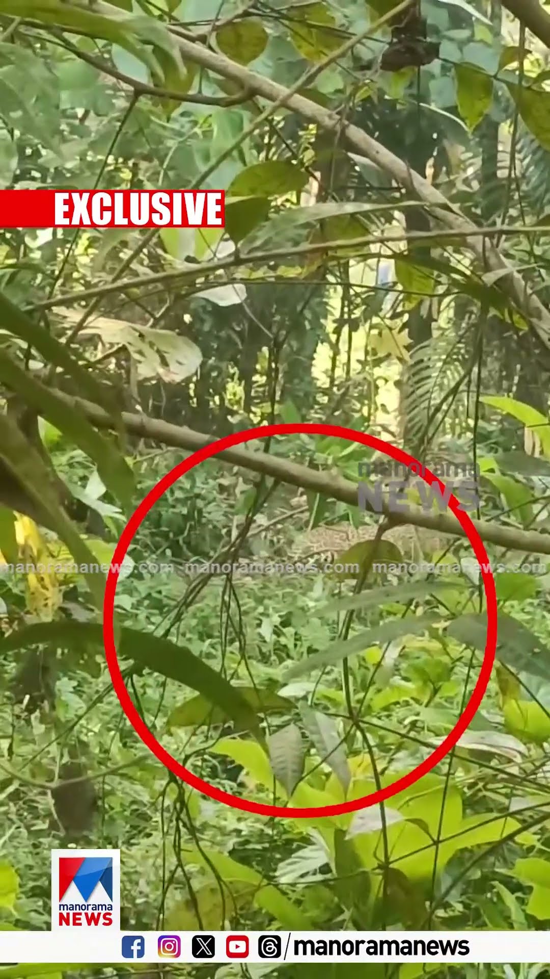 പന്നി കെണി പണിയായത് പുലിക്ക്;  കണ്ണൂർ കാക്കയങ്ങാട് പന്നിക്കെണിയിൽ കുടുങ്ങി പുലി | Leopard