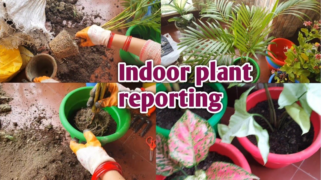My new Indoor plants and repotting