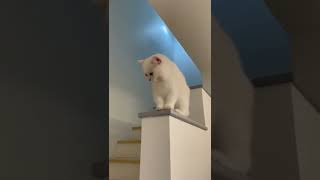 beautiful pussy CAT compilation 😁😀🐺🐱