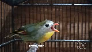 Burung Pekin Robin Betina