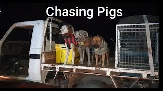 Chasing Pigs With Dogs 2020 Australia