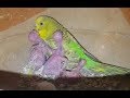 Budgies Parrot Colony Update