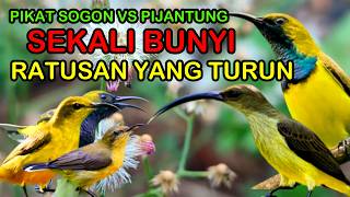 Kombinasi Suara Pikat Burung Pijantung dan Sogon untuk Hasil Maksimal
