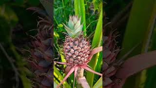 PINEAPPLE #plants #fruit #shorts