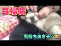 猫　耳掃除　初心者の方の参考になれば☺️うっとり爆睡するCat ears cleaning If it is helpful for beginners ☺️ Enchanted sleep