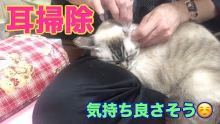 猫　耳掃除　初心者の方の参考になれば☺️うっとり爆睡するCat ears cleaning If it is helpful for beginners ☺️ Enchanted sleep