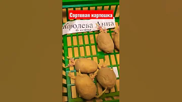 Какую картошку купить на посадку Лучший сортовой картофель 