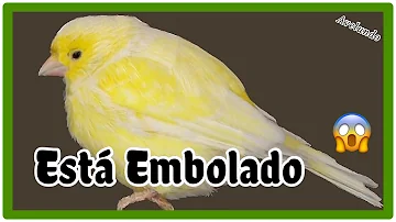 ¿Por qué se hincha mi pájaro?