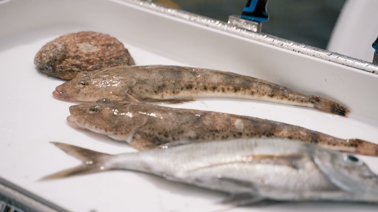 LEWIS MARINE WELCOME TO TASMANIAN BOATING WITH CRUISECRAFT