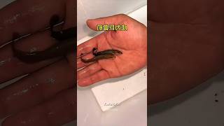 Deadly Fish vs Electric Eel ⚡🐟 The Shocking Ending You Won't Believe!