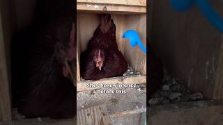She is the one who chose violence?
So ‘she chose violence’ but literally taking from her is not a problem? People insist vegans are weird for stating that chickens often want to keep their eggs, and that they’re not ours to use in the first place. But it seems like deep down, even those stealing the eggs know that.
#eggs #chicken #fy
OP: sandra_ontheloose She is the one who chose violence?