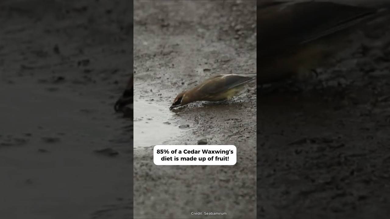 3 Fun Facts about Cedar Waxwings! 