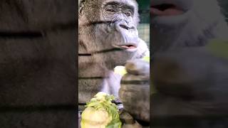 She Loves Cauliflower Leaves! #Gorilla #Eating #Asmr #Satisfying