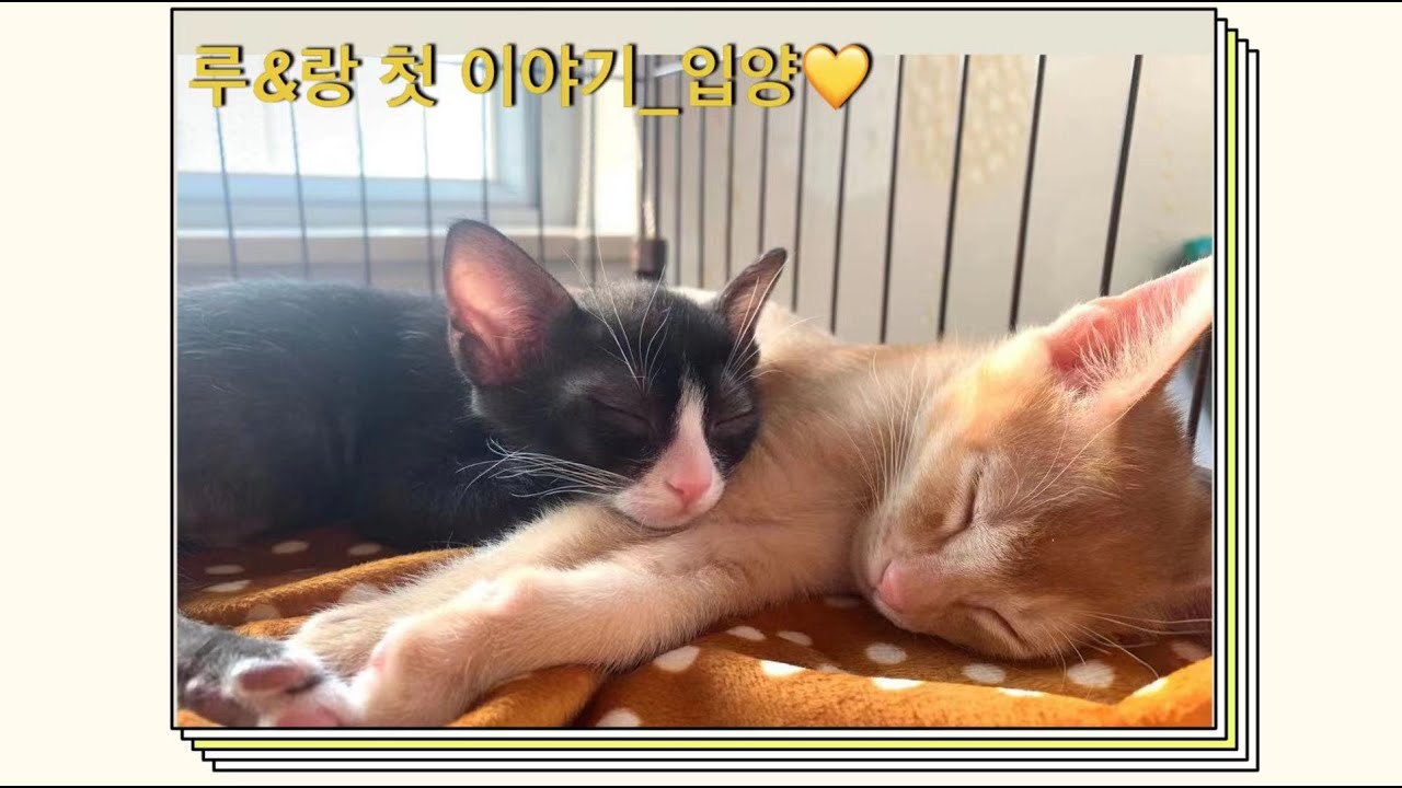마카오 박 Update New 마카오박 | 루\u0026랑 첫 이야기 #새끼고양이 #두마리 #입양