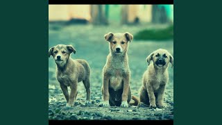 Simplistic Backdrops for Calming Pups