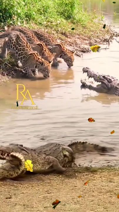 pertarungan kawanan binatang buas di tengah rawa