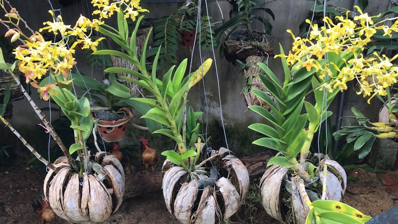 Chậu Hoa Lan Làm Bằng Vỏ Quả Dừa (Orchid pots made from coconut)