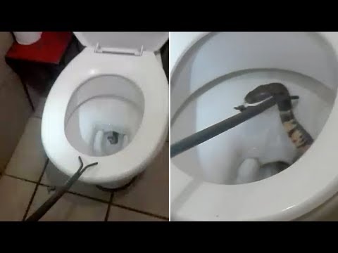 Cobra Pops Up In Toilet Bowl