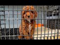 Pre Homecoming Care | Rising Star Golden Doodles