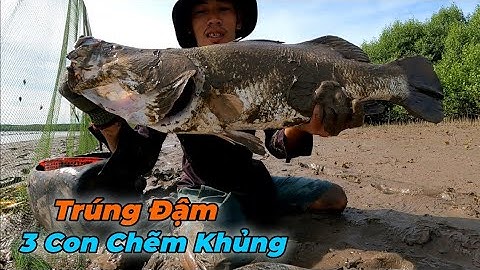 Thời Tới ! Bao Đăng Vô 3 Con Cá Chẽm Khủng Cùng Mấy Chục Kg Cá Nâu Cá Ngát | Gia Đình Cần Giờ .313 |