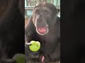 Kramer Eating An Apple Save The Chimps