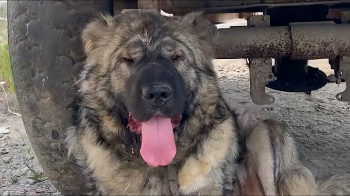 She Was Beaten, Starved, and Left to Die — But We Saved Her Just in Time.