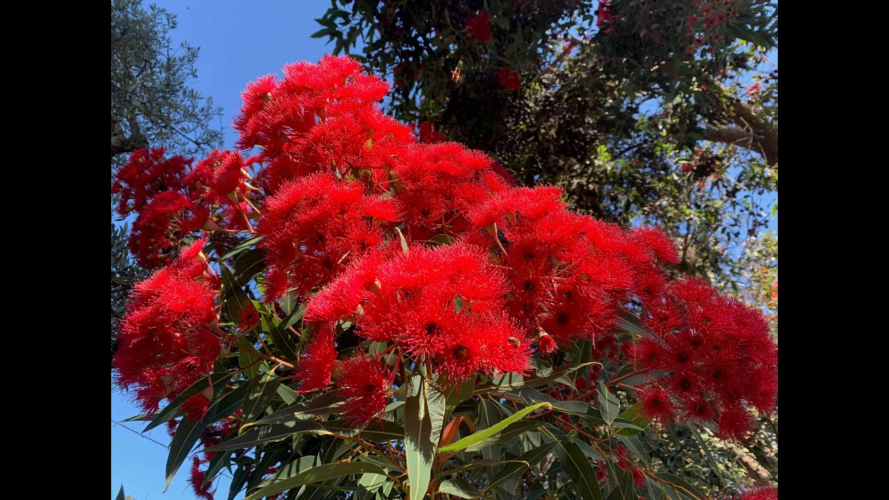 Honeybees love our Red Flowering Eucalyptus (Corymbia ficifolia).