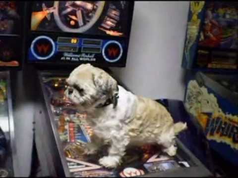 Pinball New Version Pinball New Version