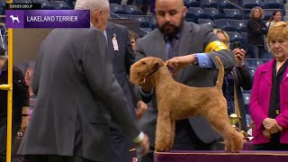 Lakeland Terriers | Breed Judging 2024