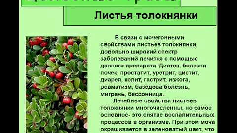 Листья толокнянки