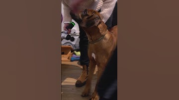 DOG WITH UNEVEN HIPS?? 🐶 Animal Chiropractor