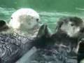 Otters holding hands  music
