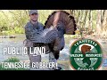Tennessee PUBLIC LAND Longbeard gobbles over 200+ times all the way to my gun barrel!