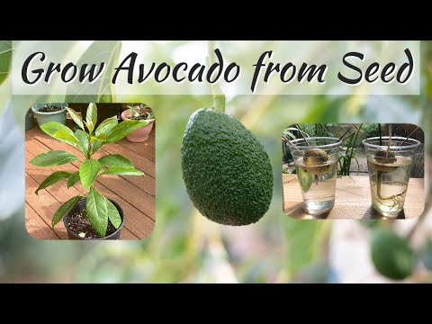 How to Grow Avocado Tree from Seed (Paano Magtanim ng Avocado Mula sa Buto)