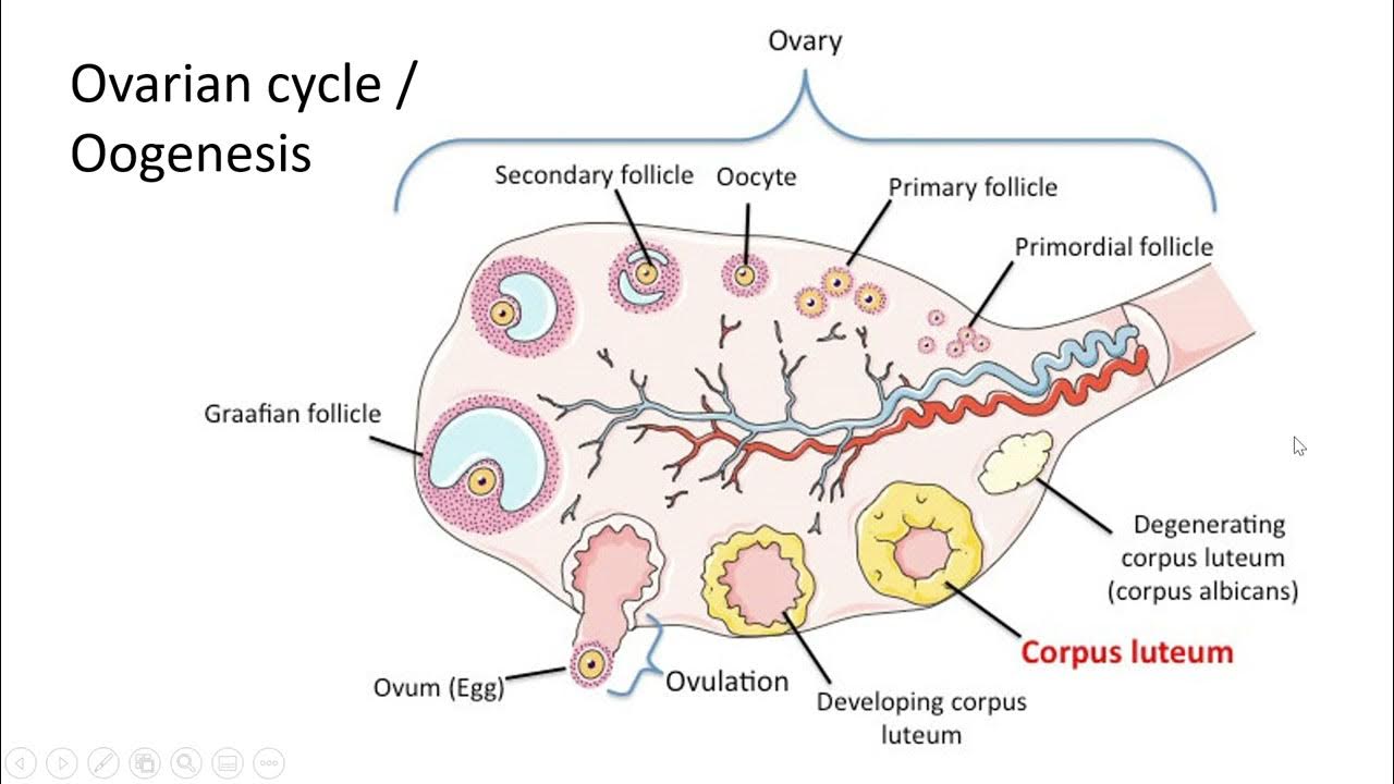 Тянет яичник при беременности на ранних. Фолликулогенез схема. Стадии фолликула в яичнике. Образование желтого тела. Стадии развития желтого тела.