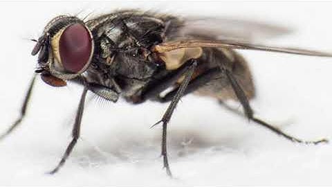 The Entire Bee Movie Script But One Word At A Time - Fly