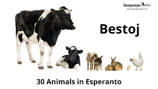 Animals in Esperanto (Bestoj) – Learn 30 Animal Names in the Esperanto language (with audio)