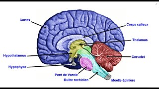L'encéphale - Le système nerveux central