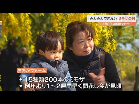 8日は春の訪れを告げるミモザの日 日出町の「おおがファーム」で見ごろ