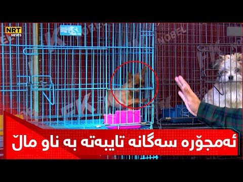 ئەمجۆرە سەگانە تایبەتە بە ناو ماڵ و لەم قەبارەیە گەورەتر نابێت